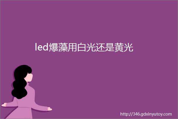 led爆藻用白光还是黄光